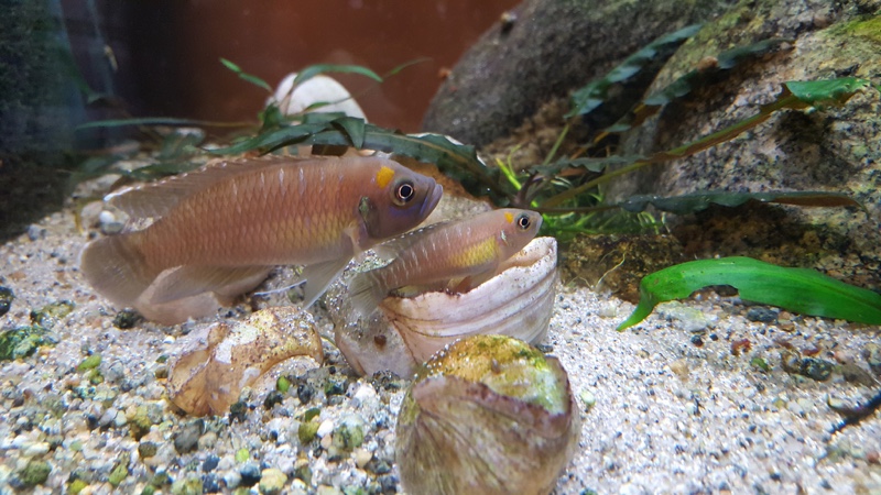 Neolamprologus brevis 'Cape Chaitika'